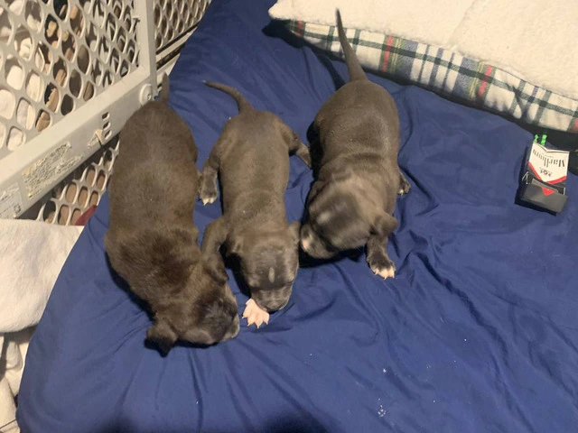 Beautiful Blue Nose Pitbull Puppies Available: 3 Girls and 1 Boy Seeking Loving Homes - 1/11