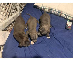 Beautiful Blue Nose Pitbull Puppies Available: 3 Girls and 1 Boy Seeking Loving Homes
