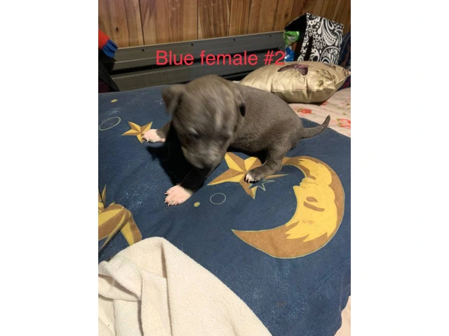 Beautiful Blue Nose Pitbull Puppies Available: 3 Girls and 1 Boy Seeking Loving Homes - 2/11