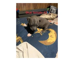 Beautiful Blue Nose Pitbull Puppies Available: 3 Girls and 1 Boy Seeking Loving Homes - 2