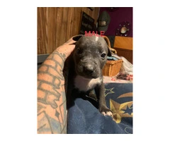 Beautiful Blue Nose Pitbull Puppies Available: 3 Girls and 1 Boy Seeking Loving Homes - 3