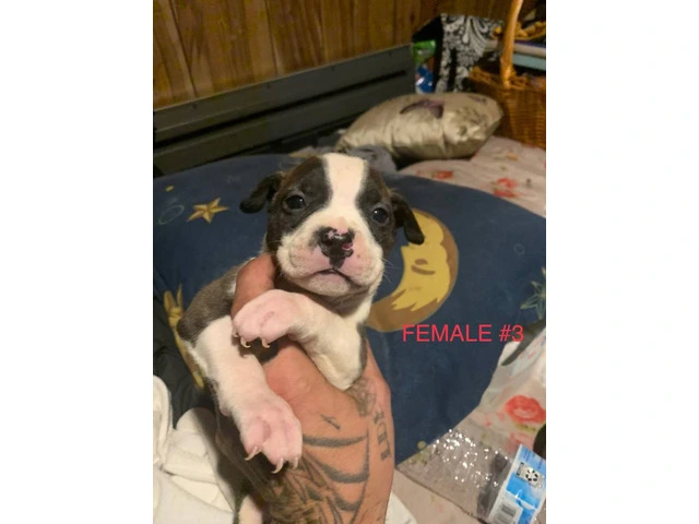 Beautiful Blue Nose Pitbull Puppies Available: 3 Girls and 1 Boy Seeking Loving Homes - 4/11