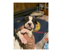 Beautiful Blue Nose Pitbull Puppies Available: 3 Girls and 1 Boy Seeking Loving Homes - 4