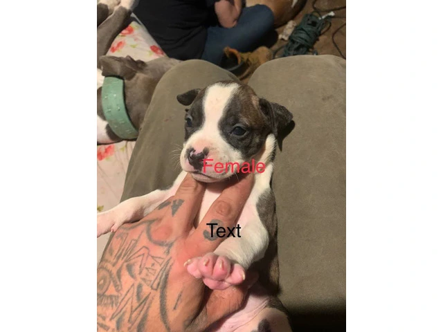 Beautiful Blue Nose Pitbull Puppies Available: 3 Girls and 1 Boy Seeking Loving Homes - 6/11