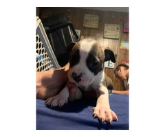Beautiful Blue Nose Pitbull Puppies Available: 3 Girls and 1 Boy Seeking Loving Homes - 8