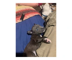 Beautiful Blue Nose Pitbull Puppies Available: 3 Girls and 1 Boy Seeking Loving Homes - 10
