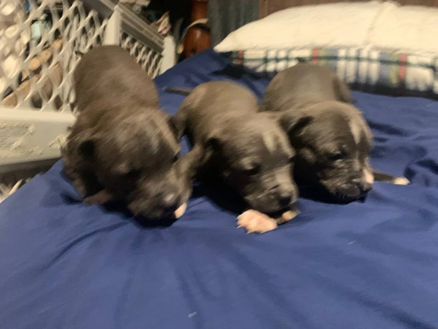 Beautiful Blue Nose Pitbull Puppies Available: 3 Girls and 1 Boy Seeking Loving Homes - 11/11