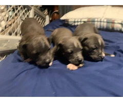 Beautiful Blue Nose Pitbull Puppies Available: 3 Girls and 1 Boy Seeking Loving Homes - 11