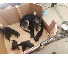 High-Quality German Shepherd Puppies: 8 Purebred Beauties Ready for Loving Homes - 3