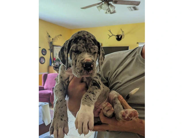 Pure Bred Great Dane Puppies with European Bloodlines Available - 1/8