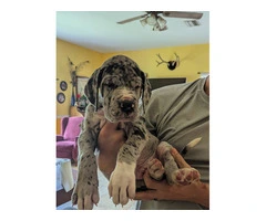 Pure Bred Great Dane Puppies with European Bloodlines Available