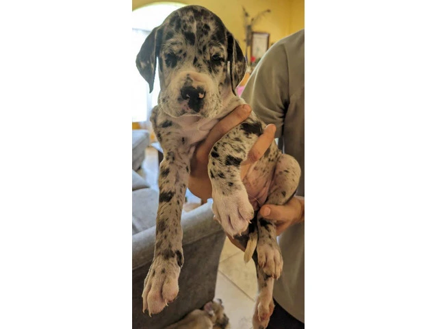 Pure Bred Great Dane Puppies with European Bloodlines Available - 2/8