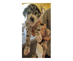 Pure Bred Great Dane Puppies with European Bloodlines Available - 2