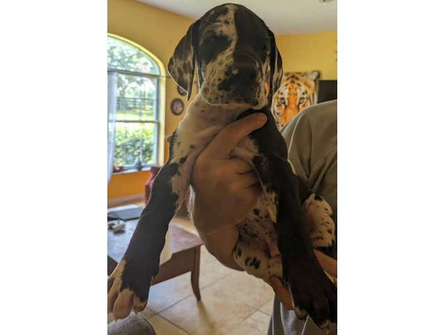 Pure Bred Great Dane Puppies with European Bloodlines Available - 3/8
