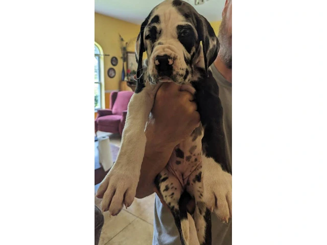 Pure Bred Great Dane Puppies with European Bloodlines Available - 4/8