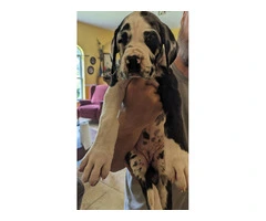 Pure Bred Great Dane Puppies with European Bloodlines Available - 4