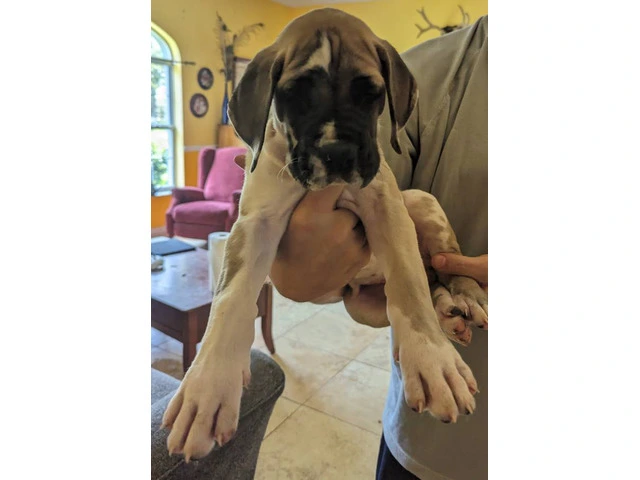 Pure Bred Great Dane Puppies with European Bloodlines Available - 5/8
