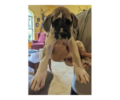 Pure Bred Great Dane Puppies with European Bloodlines Available - 5