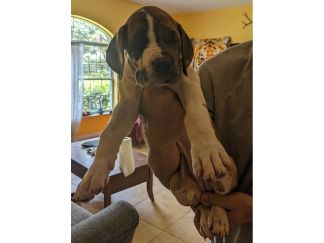 Pure Bred Great Dane Puppies with European Bloodlines Available - 6/8