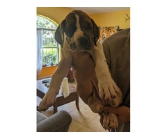 Pure Bred Great Dane Puppies with European Bloodlines Available - 6
