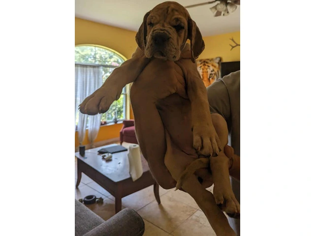Pure Bred Great Dane Puppies with European Bloodlines Available - 7/8