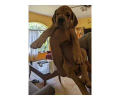 Pure Bred Great Dane Puppies with European Bloodlines Available - 7