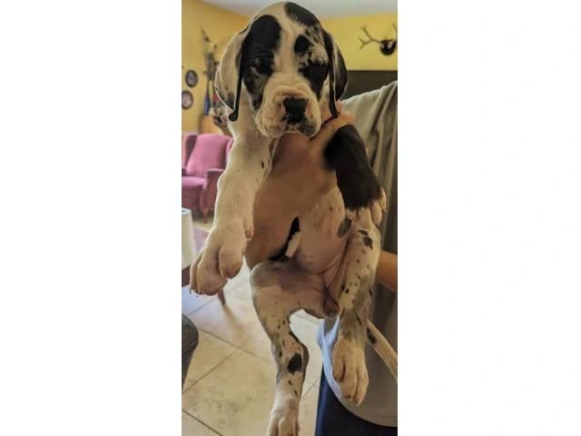 Pure Bred Great Dane Puppies with European Bloodlines Available - 8/8