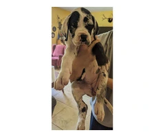 Pure Bred Great Dane Puppies with European Bloodlines Available - 8
