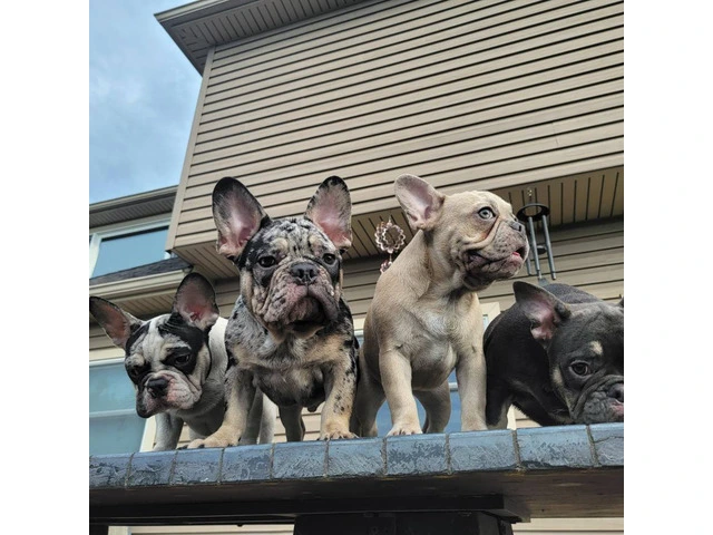 4 Isabella Bloodline French Bulldog Pups Available - 1/4
