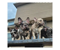 4 Isabella Bloodline French Bulldog Pups Available - 1