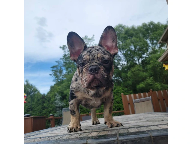 4 Isabella Bloodline French Bulldog Pups Available - 2/4