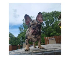 4 Isabella Bloodline French Bulldog Pups Available - 2