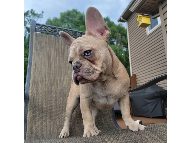 4 Isabella Bloodline French Bulldog Pups Available - 4/4