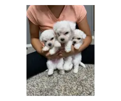 3 Bichon Frise Puppies for Sale - Papers Included - 2