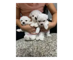 3 Bichon Frise Puppies for Sale - Papers Included - 4