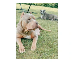 Marvelous Bully XL Puppies Available for Rehoming - 2