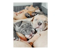 Marvelous Bully XL Puppies Available for Rehoming - 5