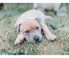 Marvelous Bully XL Puppies Available for Rehoming - 10