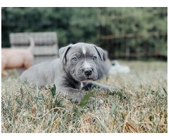 Marvelous Bully XL Puppies Available for Rehoming - 11