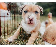 Marvelous Bully XL Puppies Available for Rehoming - 14
