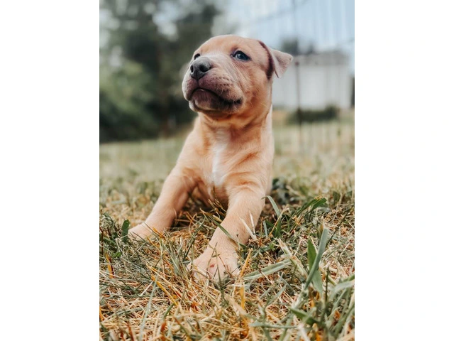 Marvelous Bully XL Puppies Available for Rehoming - 15/16