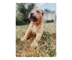 Marvelous Bully XL Puppies Available for Rehoming - 15