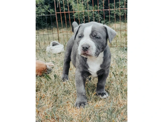 Marvelous Bully XL Puppies Available for Rehoming - 16/16