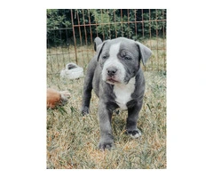 Marvelous Bully XL Puppies Available for Rehoming - 16