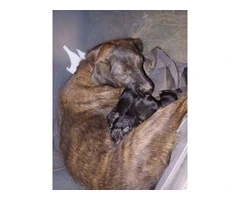 3 male Rottweiler/Hound mix puppies - 6