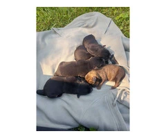 3 male Rottweiler/Hound mix puppies - 13