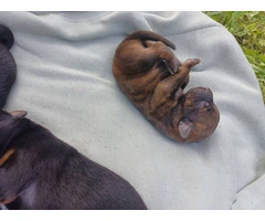 3 male Rottweiler/Hound mix puppies - 15