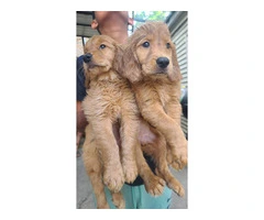 Purebred Golden Retriever Puppies Available in Chicago: Ready to Join Your Family Today