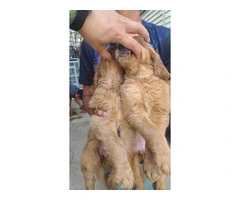 Purebred Golden Retriever Puppies Available in Chicago: Ready to Join Your Family Today - 2