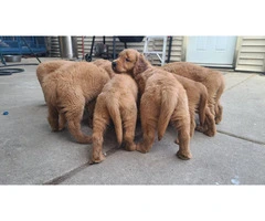 Purebred Golden Retriever Puppies Available in Chicago: Ready to Join Your Family Today - 3